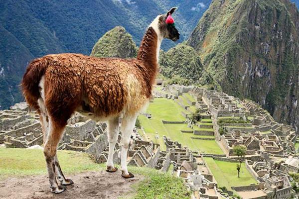 Llama