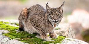 Ni Doñana ni Monfragüe: aquí vive una de las poblaciones de lince ibérico más importantes