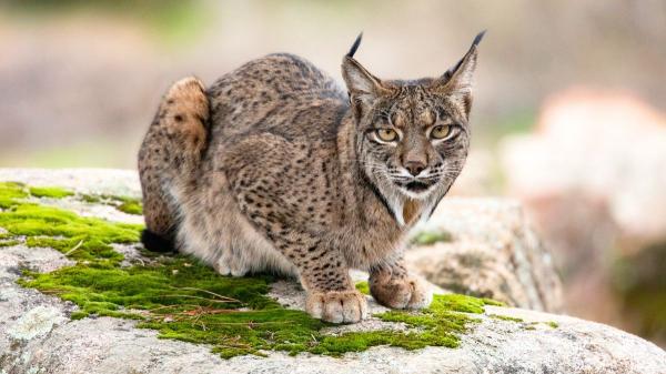 Ni Doñana ni Monfragüe: aquí vive una de las poblaciones de lince ibérico más importantes