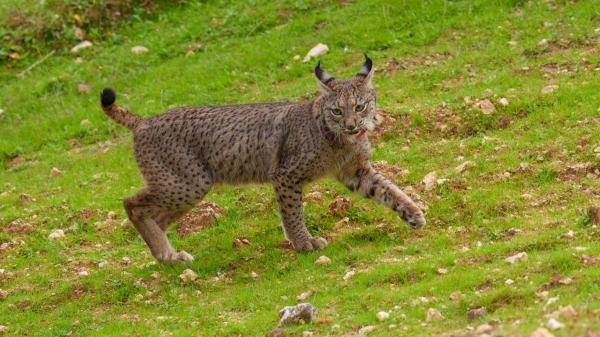 Ni Doñana ni Monfragüe: aquí vive una de las poblaciones de lince ibérico más importantes - Por qué el lince ibérico se ha convertido en un símbolo de la naturaleza en España