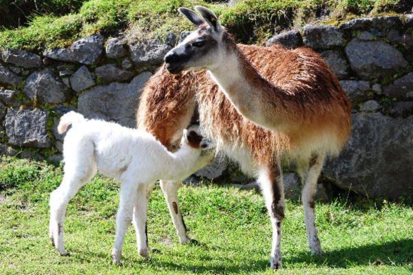 Llama - Reproducción de la llama