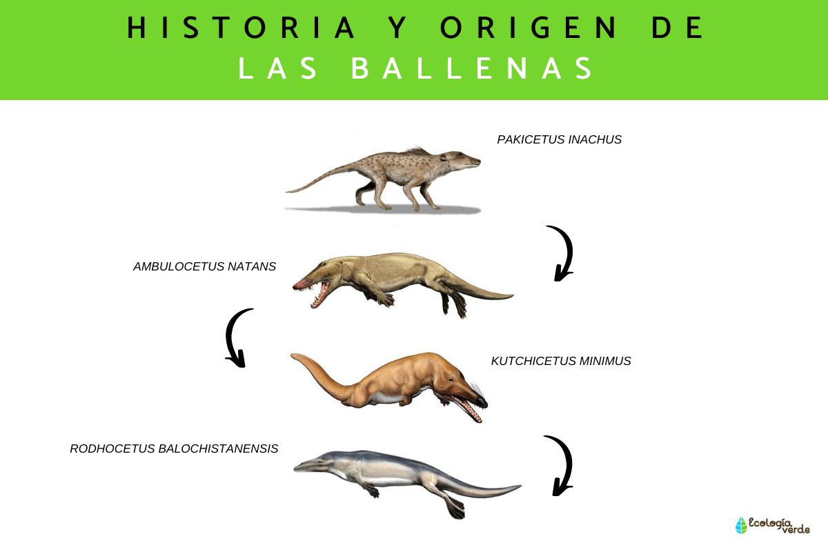 Evolución de las ballenas