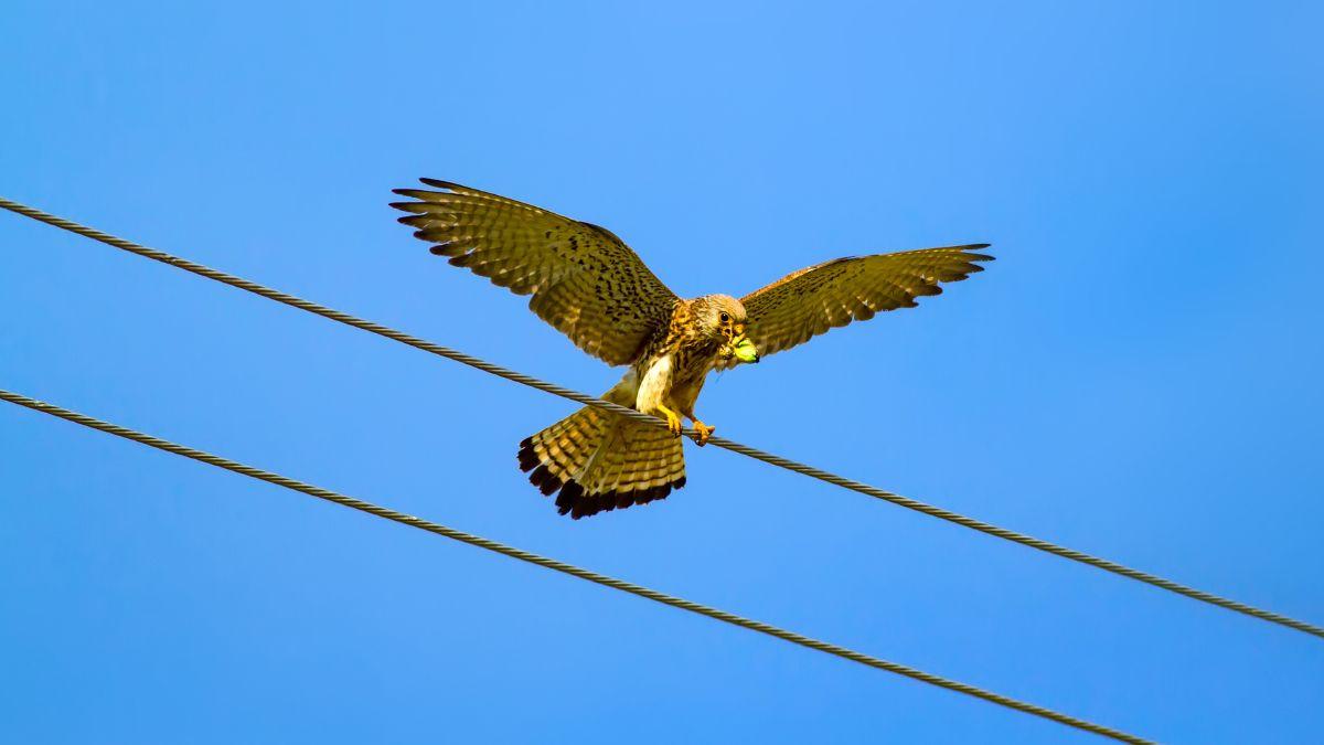 Felipe Morales, biólogo: “En España se estima que desaparecen unas 30.000 aves al año por electrocución o colisión con los tendidos eléctricos”