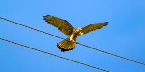 Felipe Morales, biólogo: “En España se estima que desaparecen unas 30.000 aves al año por electrocución o colisión con los tendidos eléctricos”