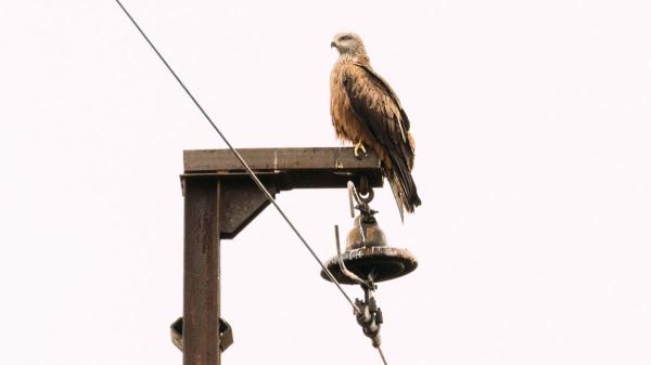 Felipe Morales, biólogo: “En España se estima que desaparecen unas 30.000 aves al año por electrocución o colisión con los tendidos eléctricos” - Las águilas, buitres y otras rapaces son las grandes víctimas de los tendidos eléctricos