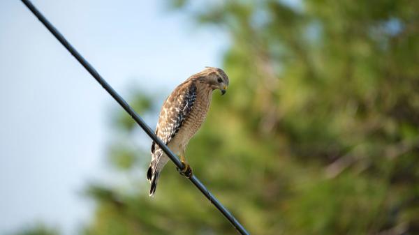 Felipe Morales, biólogo: “En España se estima que desaparecen unas 30.000 aves al año por electrocución o colisión con los tendidos eléctricos” - Por qué miles de aves mueren cada año en los tendidos eléctricos sin que apenas se vea