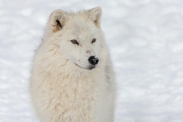 Tipos de lobos - Lobo ártico (Canis lupus arctos)
