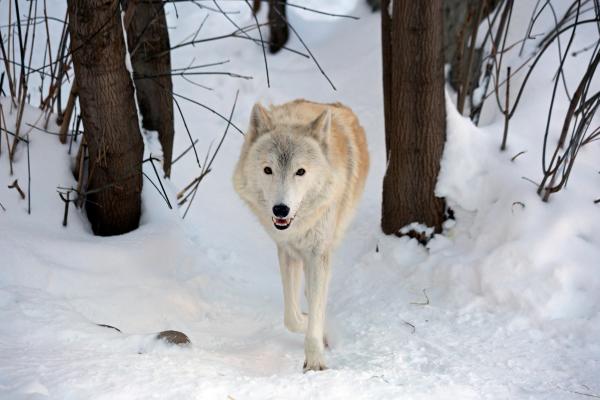 Tipos de lobos - Lobo de la tundra (Canis lupus albus)