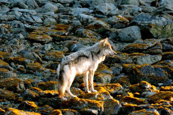 Tipos de lobos - Lobo de Vancouver (Canis lupus crassodon)