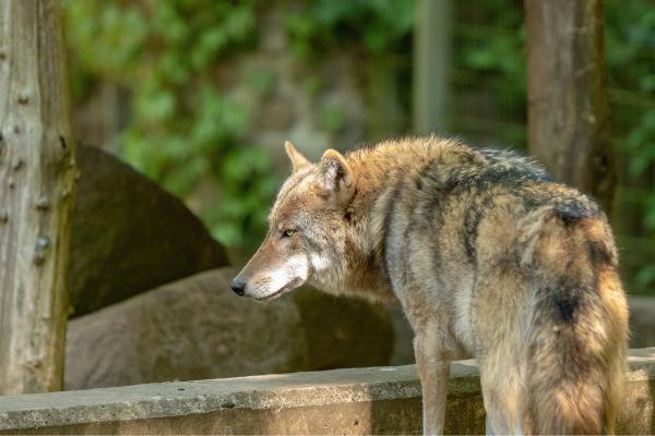 Tipos de lobos - Lobo del Himalaya (Canis lupus laniger)