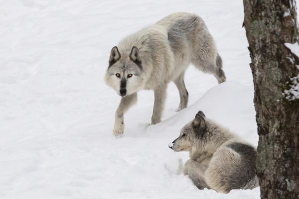 Tipos de lobos - Lobo del Mackenzie (Canis lupus occidentalis)
