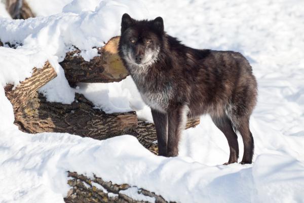 Tipos de lobos - Lobo del Yukón (Canis lupus pambasileus)