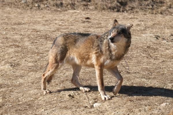 Tipos de lobos - Lobo europeo (Canis lupus lupus)