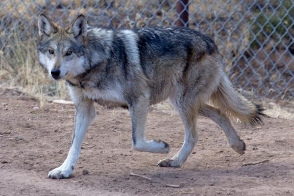 Tipos de lobos - Lobo gris mexicano (Canis lupus baileyi)