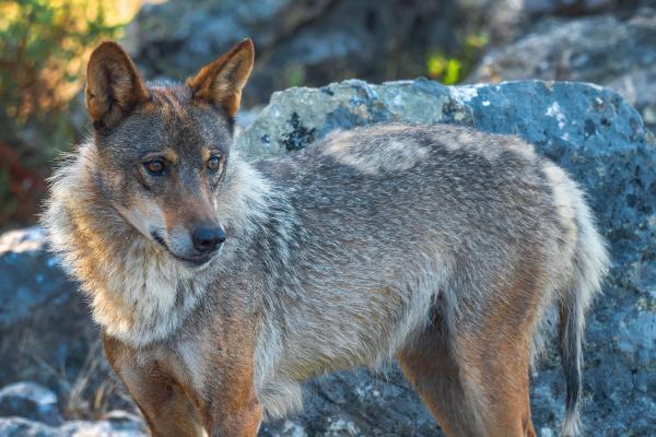 Tipos de lobos - Lobo ibérico (Canis lupus signatus)
