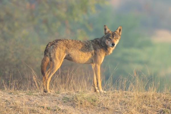 Tipos de lobos - Lobo indio (Canis lupus pallipes)