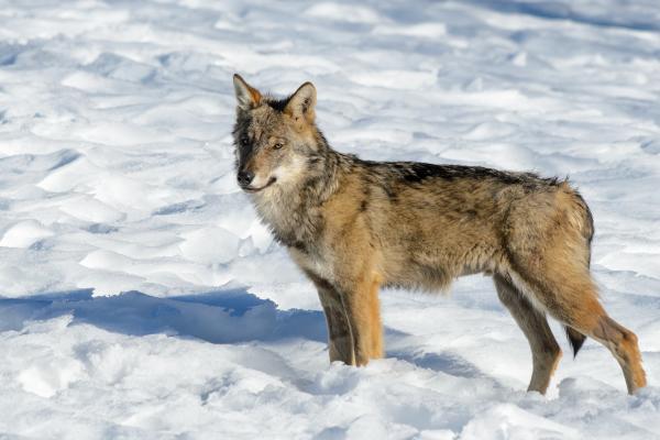 Tipos de lobos - Lobo italiano (Canis lupus italicus)