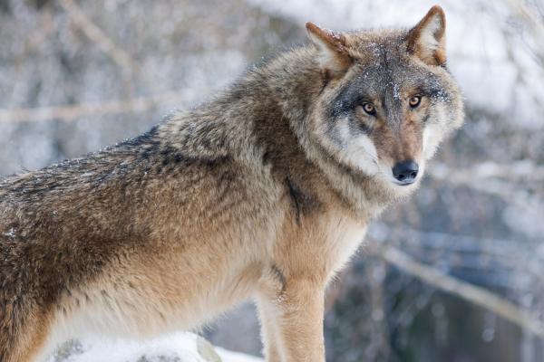 Tipos de lobos - Lobo tibetano (Canis lupus chanco)