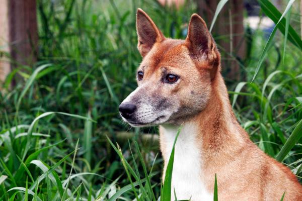 Tipos de lobos - Perro cantor de Nueva Guinea (Canis lupus hallstromi)