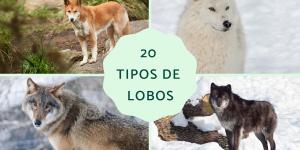 Tipos de lobos