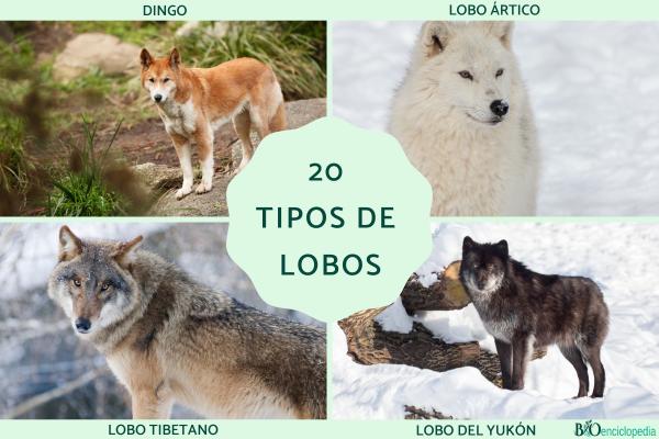 Tipos de lobos