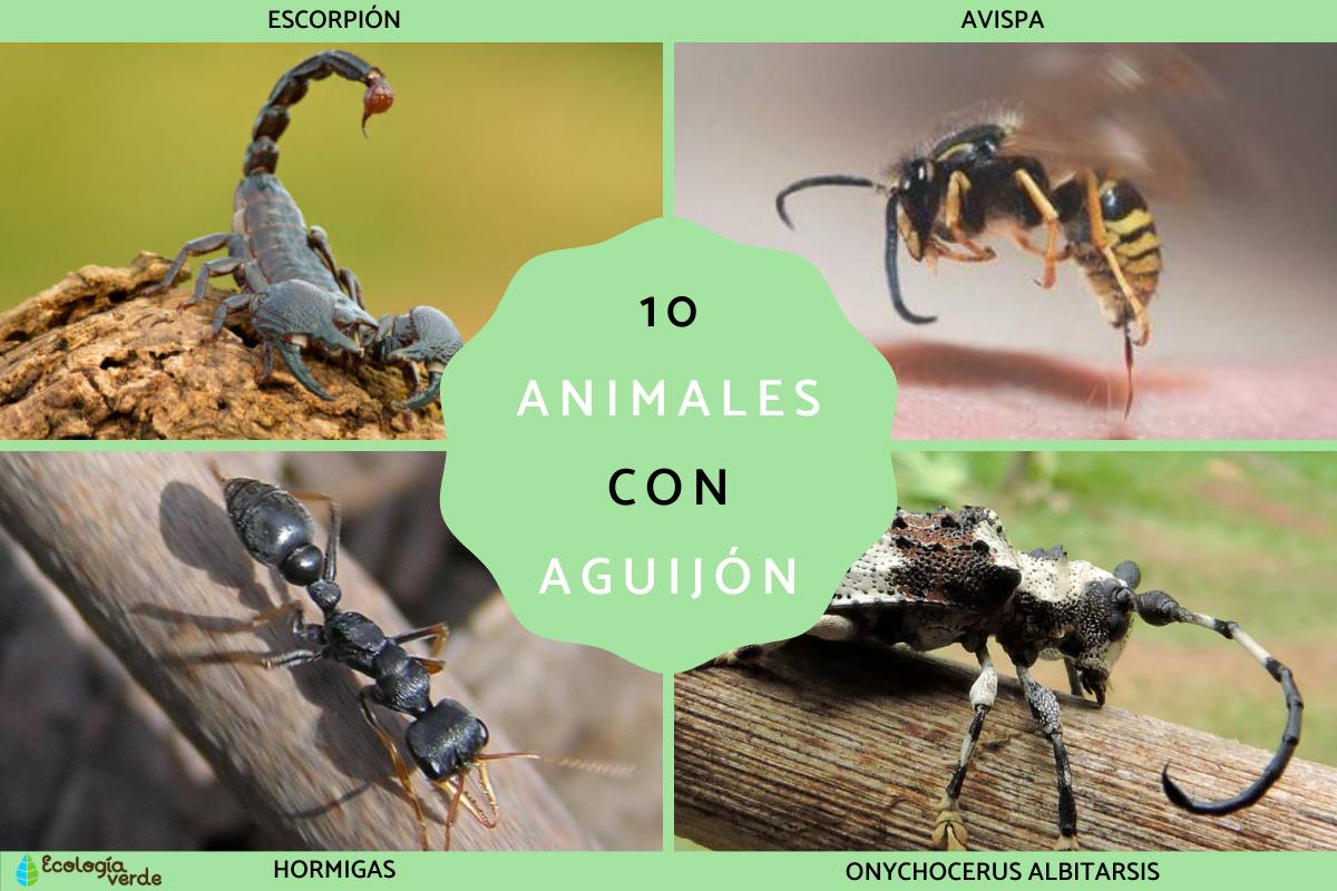 Animales con aguijón