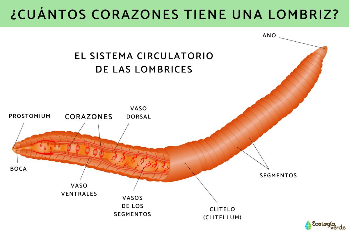 Cuántos corazones tiene una lombriz