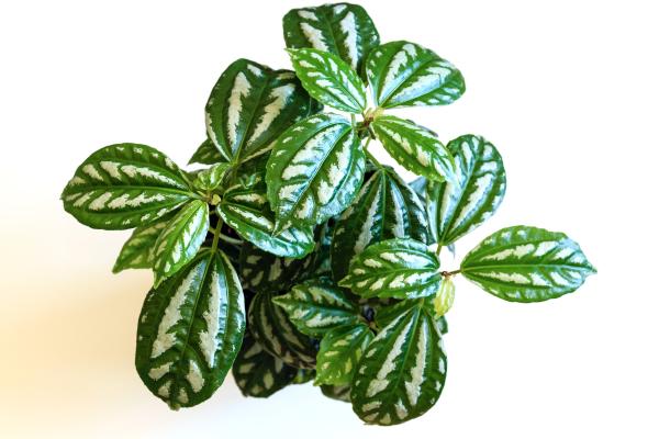 Pilea cadierei: cuidados, reproducción y hojas negras - Características de Pilea cadierei