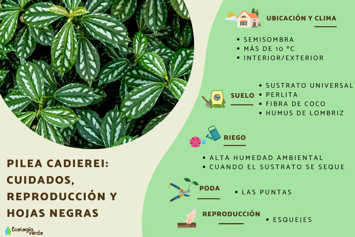 Pilea cadierei: cuidados, reproducción y hojas negras