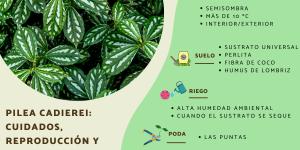 Pilea cadierei: cuidados, reproducción y hojas negras
