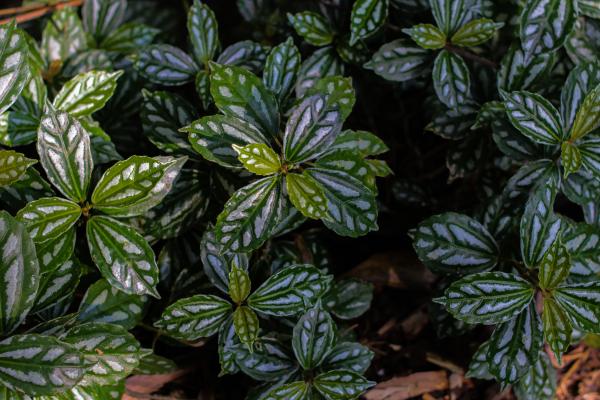 Pilea cadierei: cuidados, reproducción y hojas negras - Poda de Pilea cadierei
