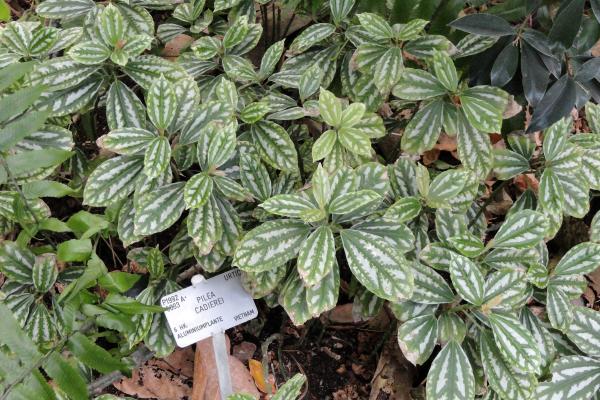 Pilea cadierei: cuidados, reproducción y hojas negras - Suelo, abono y trasplante