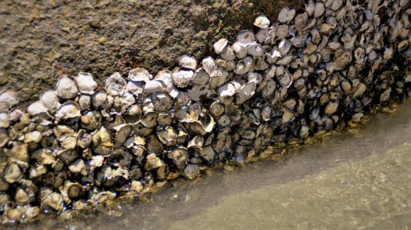 De amenaza ecológica a recurso gastronómico: el nuevo futuro de la ostra del Pacífico - Así nació la idea de transformar una plaga de ostras del Pacífico en alimento