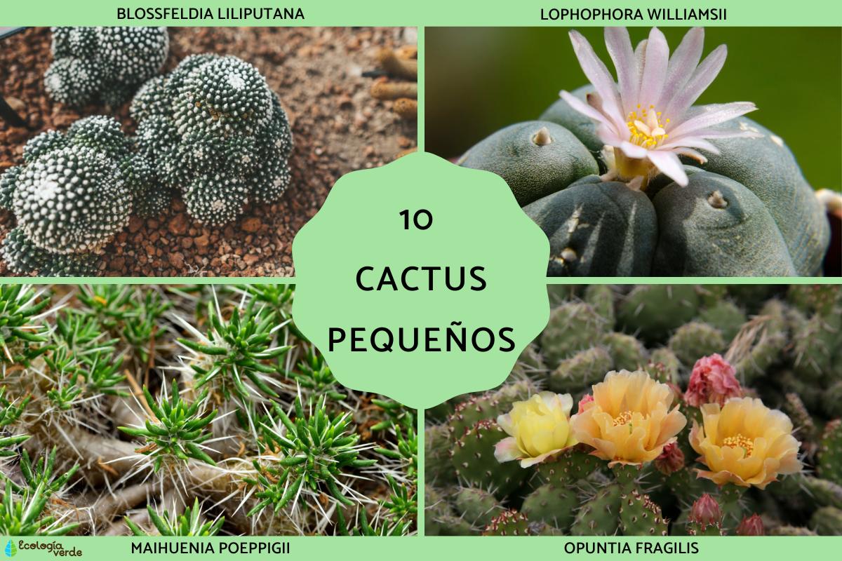 Cactus pequeños