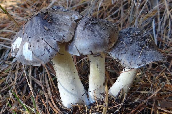 Las setas comestibles de Galicia - Capuchinas (Tricholoma portentosum)