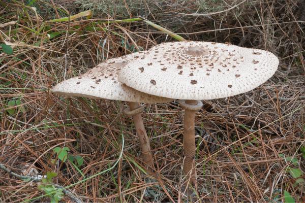 Las setas comestibles de Galicia - Cogordos (Macrolepiota procera)