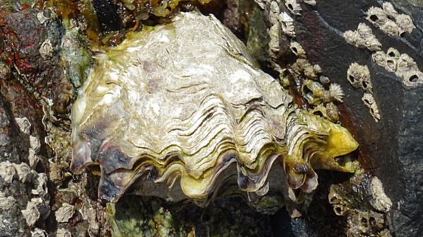 De amenaza ecológica a recurso gastronómico: el nuevo futuro de la ostra del Pacífico - La ostra que llegó como un error y terminó alterando todo un ecosistema costero