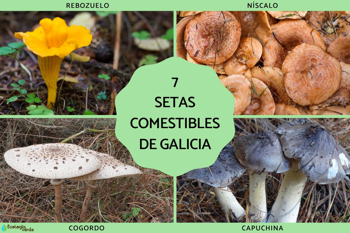 Las setas comestibles de Galicia