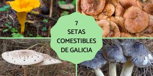 Las setas comestibles de Galicia