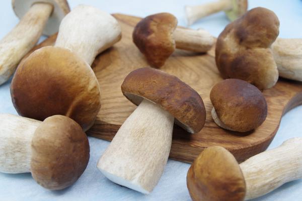 Las setas comestibles de Galicia - Madeirudos (Boletus edulis)