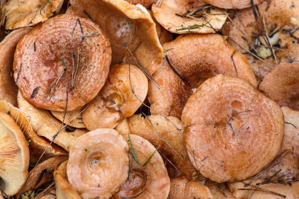 Las setas comestibles de Galicia - Níscalos (Lactarius deliciosus)