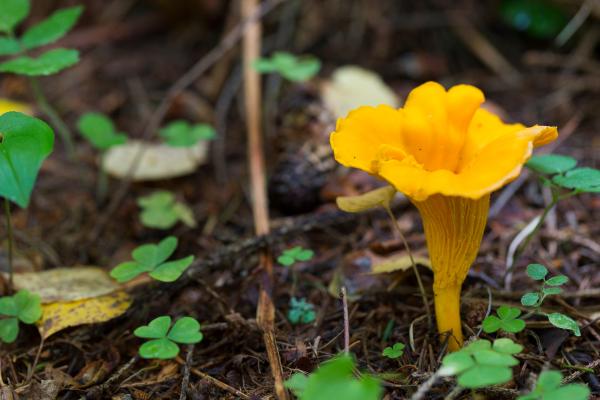 Las setas comestibles de Galicia - Rebozuelos (Cantharellus cibarius)