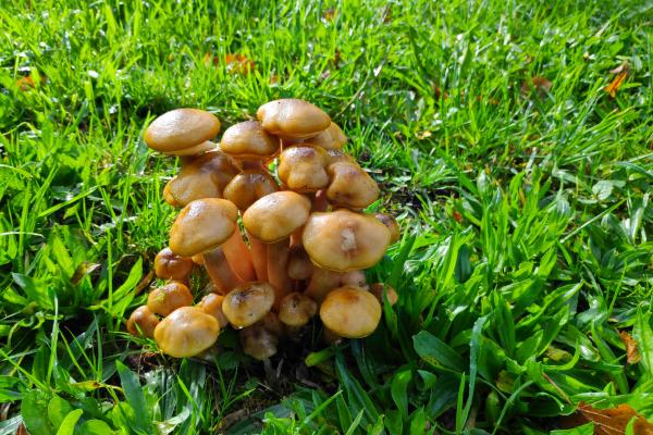 Las setas comestibles de Galicia - Setas de miel (Armillaria mellea)
