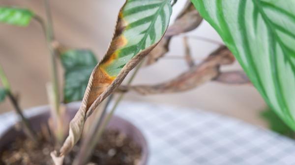 Si las puntas de las hojas de tus plantas están marrones y secas, esto es lo que significa (y cómo solucionarlo) - El principal culpable: la falta de humedad ambiental