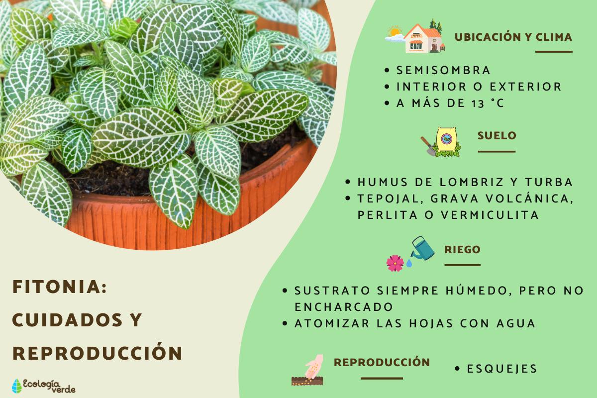 Fitonia: cuidados y reproducción