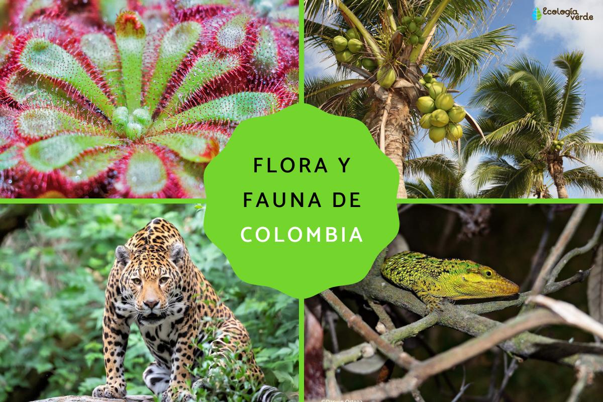 Flora y fauna de Colombia