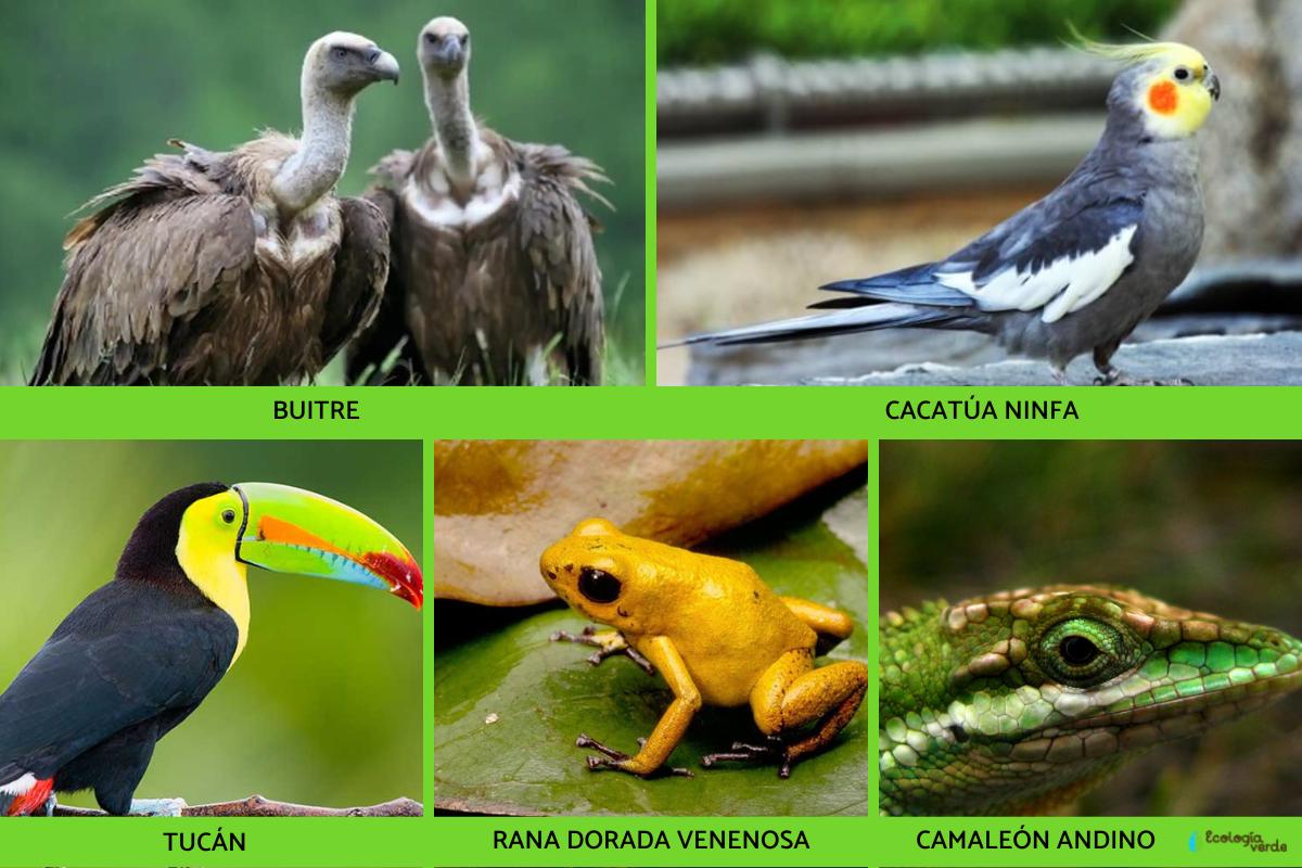 Flora Y Fauna De Colombia Fauna De Colombia Porn Sex Picture