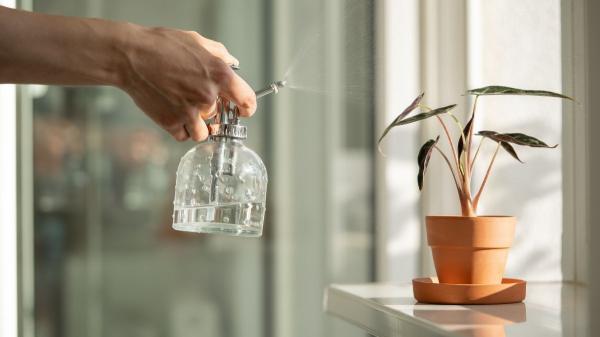 Si las puntas de las hojas de tus plantas están marrones y secas, esto es lo que significa (y cómo solucionarlo) - Los trucos de los expertos para que las puntas dejen de secarse