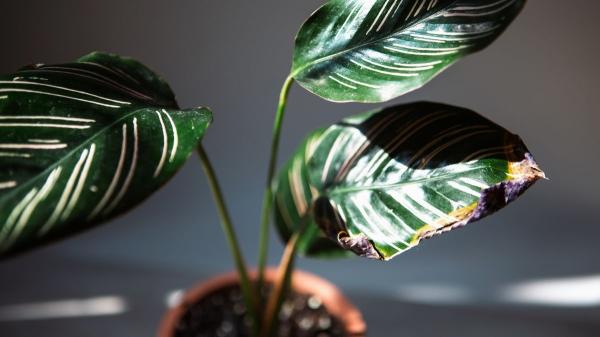 Si las puntas de las hojas de tus plantas están marrones y secas, esto es lo que significa (y cómo solucionarlo) - Más allá de la humedad: otros motivos por los que tu planta está sufriendo