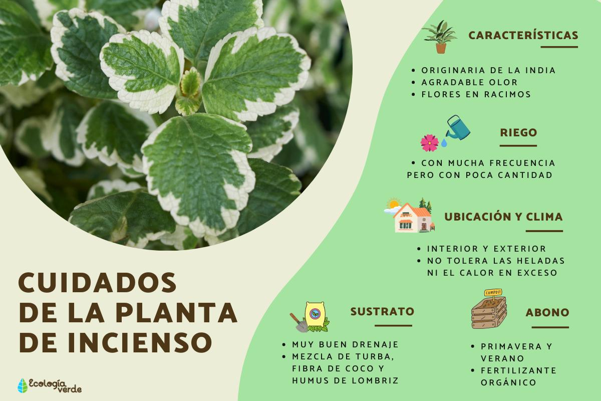 Planta de incienso o Plectranthus coleoides: cuidados